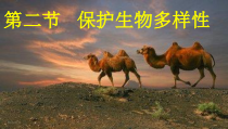 《第二节 保护生物的多样性》PPT课件3-鲁科版生物八年级下册