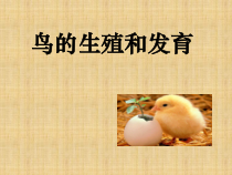 《第三节 鸟的生殖和发育》PPT课件1-鲁科版生物八年级下册