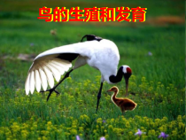 《第三节 鸟的生殖和发育》PPT课件3-鲁科版生物八年级下册