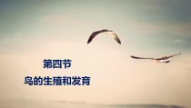 《第三节 鸟的生殖和发育》PPT课件7-鲁科版生物八年级下册