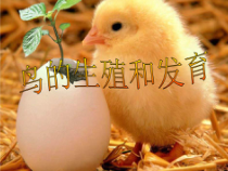 《第三节 鸟的生殖和发育》PPT课件9-鲁科版生物八年级下册