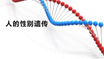 《第四节 人的性别遗传》PPT课件1-鲁科版生物八年级下册