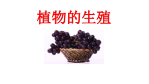 《第一节 植物的生殖》PPT课件4-鲁科版生物八年级下册