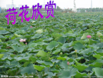 部编版（五四制）语文一年级下册《13 荷叶圆圆》PPT课件