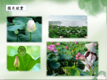 部编版（五四制）语文一年级下册《小池》PPT课件