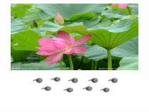 部编版（五四制）语文二年级上册《1 小蝌蚪找妈妈》PPT课件