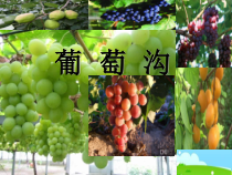 部编版（五四制）语文二年级上册《11 葡萄沟》PPT课件 (2)