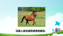 部编版（五四制）语文二年级下册《7 一匹出色的马》PPT课件 (3)
