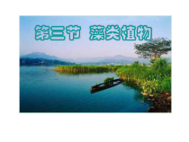 《第三节 藻类植物》PPT课件1-冀少儿版生物七年级上册