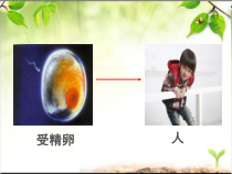 《第一节 细胞》PPT课件2-冀少儿版生物七年级上册