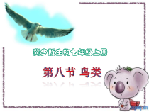 《第八节 鸟类》PPT课件4-冀少儿版生物七年级上册
