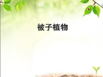 《第六节 被子植物》PPT课件1-冀少儿版生物七年级上册