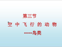 《第八节 鸟类》PPT课件2-冀少儿版生物七年级上册