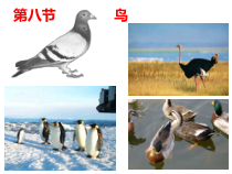 《第八节 鸟类》PPT课件1-冀少儿版生物七年级上册