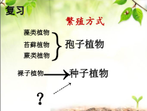 《第六节 被子植物》PPT课件4-冀少儿版生物七年级上册