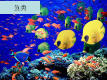 《第六节 鱼类》PPT课件1-冀少儿版生物七年级上册