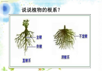 《第六节 被子植物》PPT课件2-冀少儿版生物七年级上册