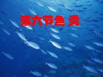《第六节 鱼类》PPT课件2-冀少儿版生物七年级上册