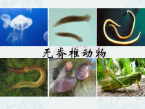 《第六节 鱼类》PPT课件3-冀少儿版生物七年级上册