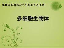 《第三节 多细胞生物体》PPT课件2-冀少儿版生物七年级上册
