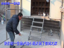 《第八节 鸟类》PPT课件3-冀少儿版生物七年级上册