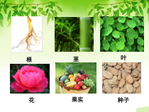 《第一节 在实验室里观察植物》PPT课件6-冀少儿版生物七年级上册