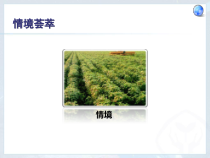 《第二节 农业》PPT课件1-人教版地理八年级上册