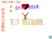 《第三节 物质运输的路线》PPT课件4-冀少儿版生物七年级下册