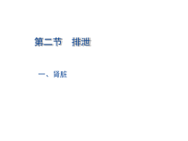 《第二节 排泄》PPT课件2-冀少儿版生物七年级下册