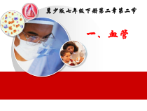 《第二节 物质运输的器官》PPT课件3-冀少儿版生物七年级下册