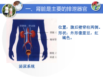 《第二节 排泄》PPT课件1-冀少儿版生物七年级下册