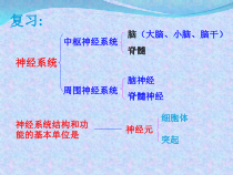 《第二节 信息的传递》PPT课件2-冀少儿版生物七年级下册