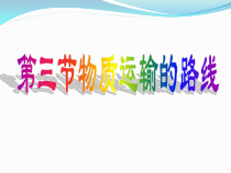 《第三节 物质运输的路线》PPT课件2-冀少儿版生物七年级下册