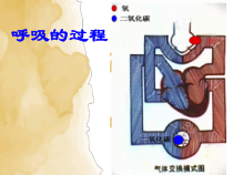 《第一节 呼吸》PPT课件7-冀少儿版生物七年级下册