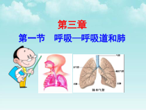 《第一节 呼吸》PPT课件6-冀少儿版生物七年级下册