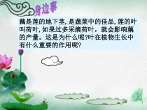 《第三节 光合作用的场所》PPT课件1-冀少儿版生物八年级上册