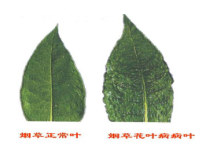 《第二节 病毒》PPT课件4-冀少儿版生物八年级上册
