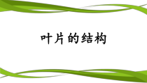 《第三节 光合作用的场所》PPT课件2-冀少儿版生物八年级上册