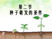 《第二节 种子萌发的条件》PPT课件3-冀少儿版生物八年级上册