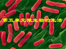 《第一节 细菌》PPT课件1-冀少儿版生物八年级上册