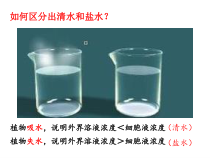 《第二节 根对水分的吸收》PPT课件4-冀少儿版生物八年级上册