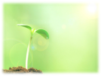 《第二节 根对水分的吸收》PPT课件2-冀少儿版生物八年级上册