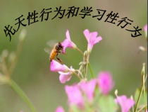 《第三节 先天性行为和学习》PPT课件1-冀少儿版生物八年级上册