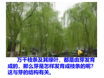 《第三节 芽的发育》PPT课件1-冀少儿版生物八年级上册