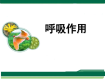 《第一节 呼吸作用》PPT课件2-冀少儿版生物八年级上册