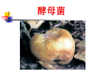 《第一节 酵母菌和霉菌》PPT课件2-冀少儿版生物八年级上册