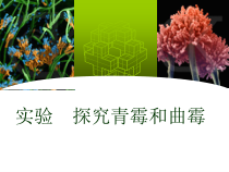 《第一节 酵母菌和霉菌》PPT课件3-冀少儿版生物八年级上册