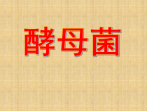 《第一节 酵母菌和霉菌》PPT课件4-冀少儿版生物八年级上册