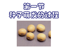 《第一节 种子萌发的过程》PPT课件1-冀少儿版生物八年级上册