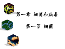 《第一节 细菌》PPT课件4-冀少儿版生物八年级上册
